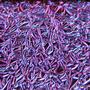 Green / Magenta Blue On Thin Clear Crinklized - 96 Coe