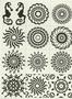 Under The Sea Focal Set Sepia Slides