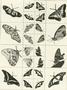 Flying Butterfly Jewelry Set Sepia Slides