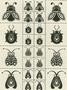Garden Bugs Jewelry Set Sepia Slides