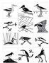 Birds Focal Set Sepia Slides