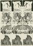Wildlife Focal Set Sepia Slides