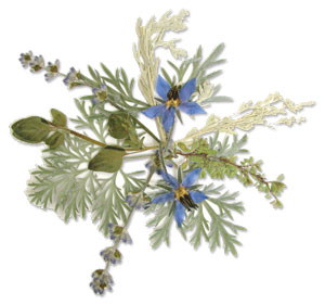 Herb Assortment - 20 Pack