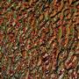Salmon Clear Granite Ripple - 96 COE