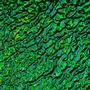 Emerald On Clear Granite Ripple - 96 Coe