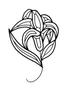 Lily Bevel Cluster