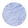 Lavender Borocolour Single Rod - 33 COE