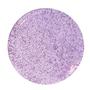 Violet Borocolour Single Rod - 33 COE