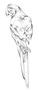 Clear Macaw Bevel Cluster
