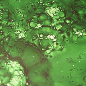 MLW Vivid Emerald Mirror | Mirrored Glass Walker Mirrored Glass