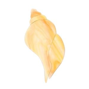 Conch Shell Pre-Cut - 96 COE | Glass Delphi Glass