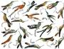 Hummingbirds Color Enamel Decals