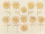 Sunflower Gold Decals