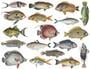 Fish Color Enamel Decals
