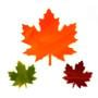 Maple Leaves Pre-Cut Assortment 3 Pack - 96 COE