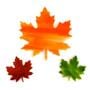 Maple Leaves Pre-Cut Assortment 3 Pack - 90 COE