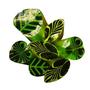 Lush Leaves Murrine Stick Assortment 7 Pack - 96 COE